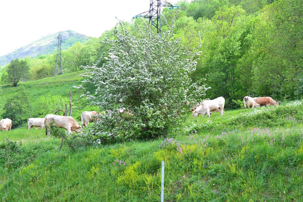 Toutes les photos  par liber-t , le village de Loudenvielle , l'aire pour camping-car , la montagne , le lac , les moutons , les vaches .