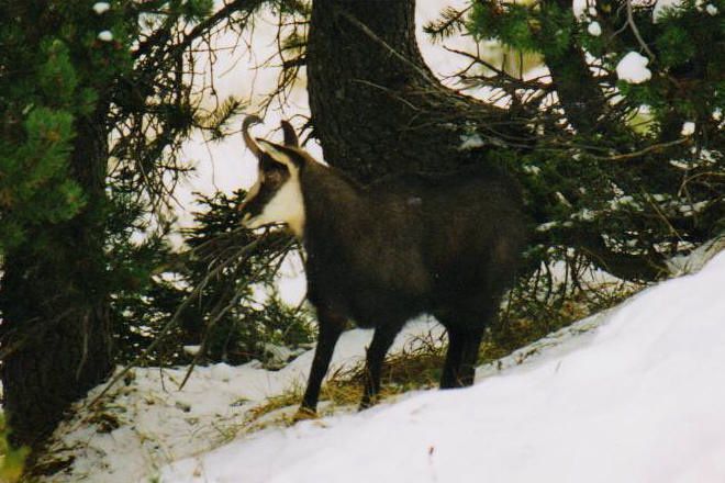 Faune de Tarentaise - Vanoise