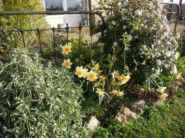 le laurier tin viburnum tinus