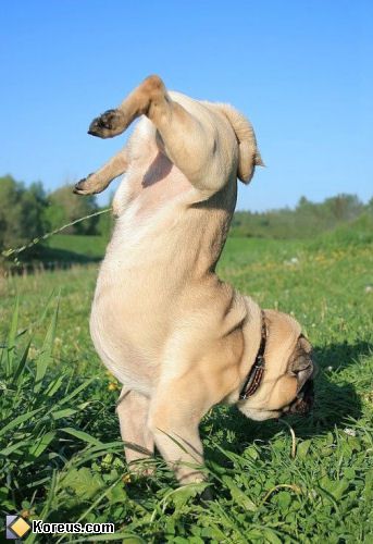 Album - Drôle de Chien