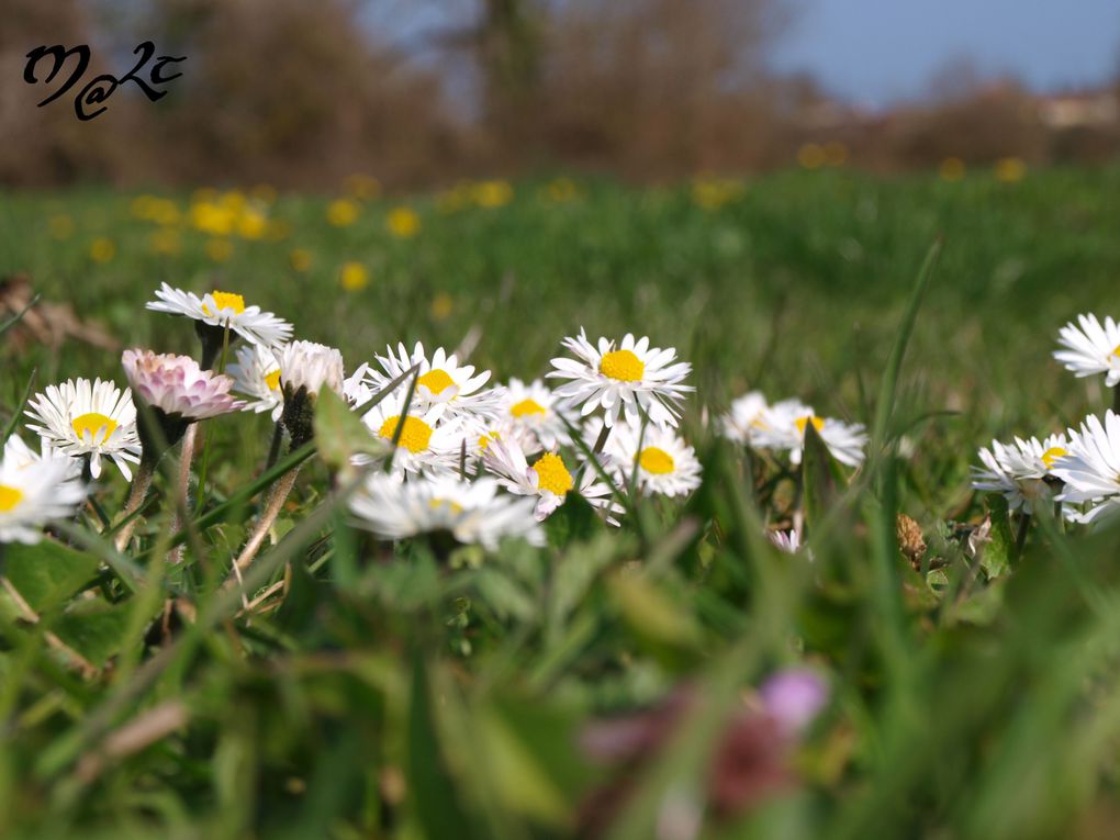 Album - faune-et-flore