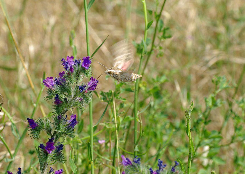 Album - Macro-Papillons