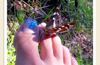 Le papillon qui aimait le Nail Art