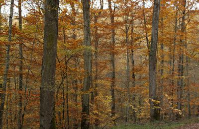 Découverte et connaissance de la Nature 09/10/2022