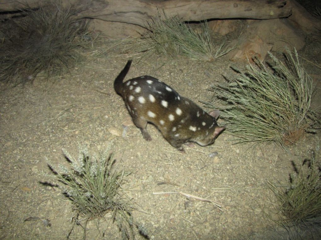 Album - Alice-Springs