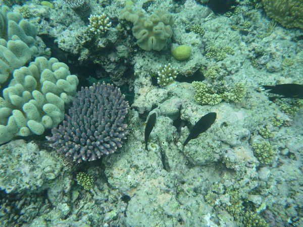 Album - Great Barrier Reef