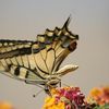 Le machaon