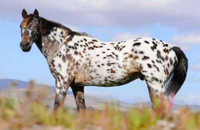 L’Appaloosa : tout savoir sur cette race de cheval