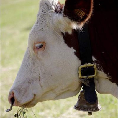 Animaux campagne - vache