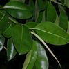 Ficus elastica (caoutchouc)