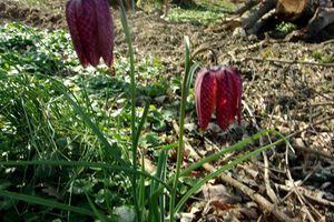 Des belles de mars au bord du Caubon