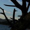 Un arbre mort à Gigaro