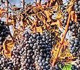 #Baco Noir Producers Massachusetts Vineyards