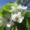 Cerisiers en fleurs