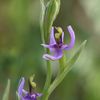 Ophrys picta lusus