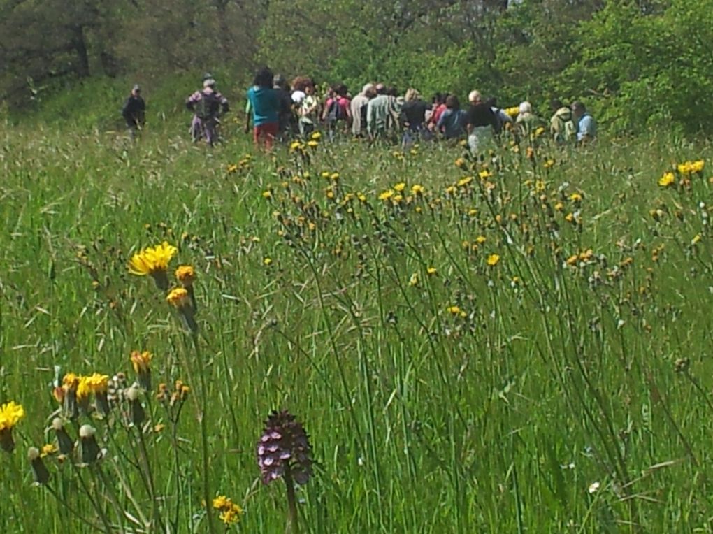 Départ avec des premieres orchidées sur un rond point à l'Oréee du Bois