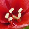 Hamaryllis