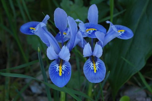 019 - Iris reticulata en février