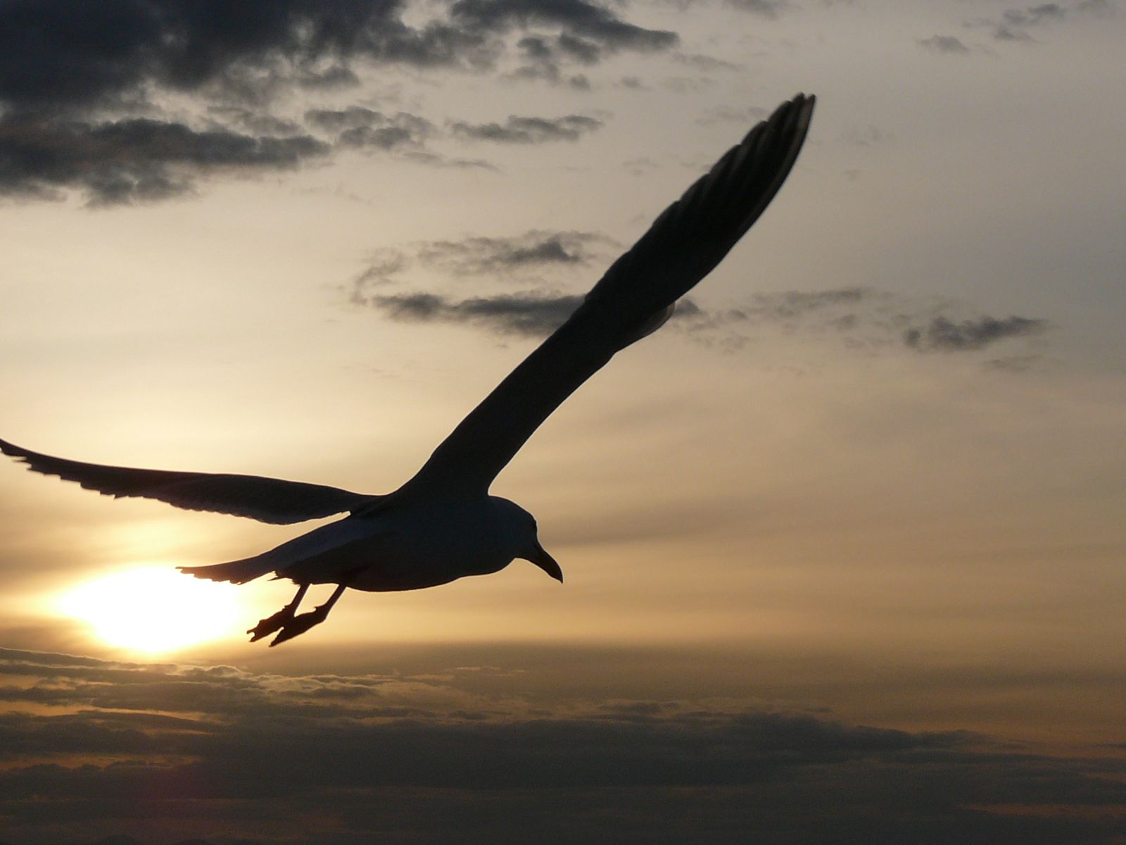 Oiseau volant dans le ciel face au soleil couchant 