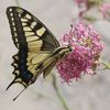 Papillons des Alpes-de-Haute-Provence 2 : le Machaon (Papilio machaon)