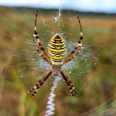 Les araignées en 4 informations étonnantes