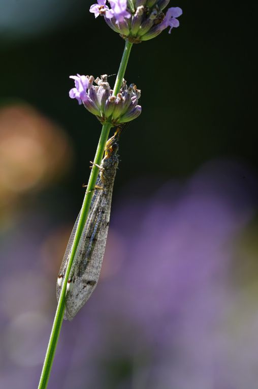 Album - Divers-insectes-2