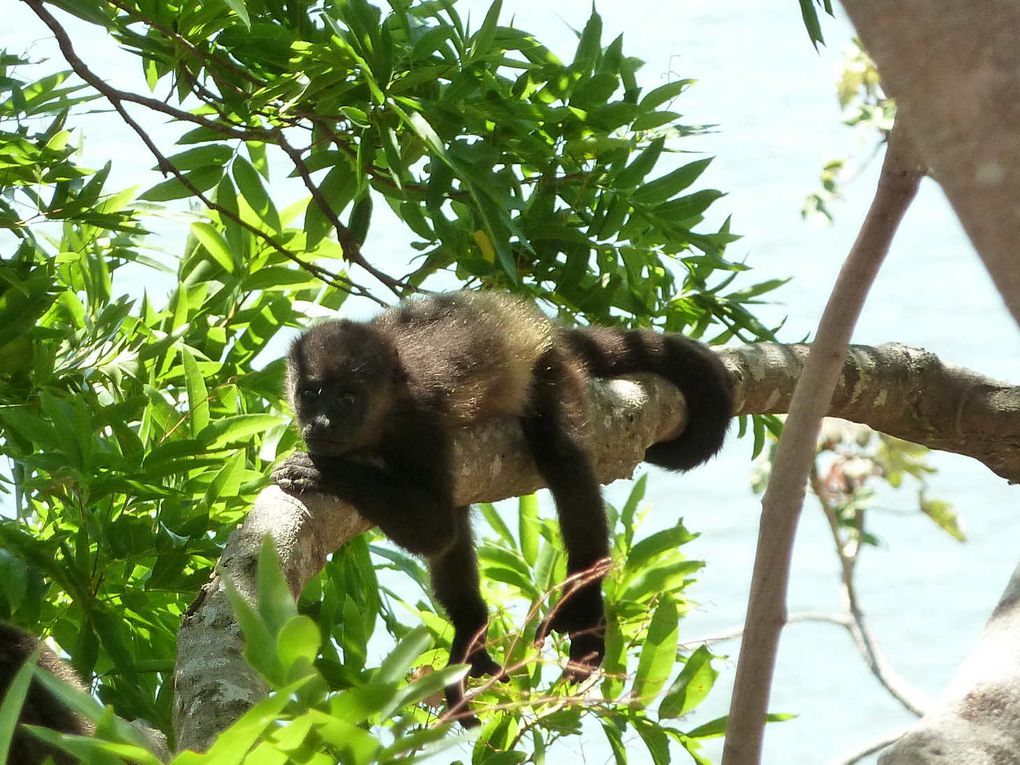 Une semaine sur l'île d'Ometepe du 15 au 22 avril 2011.
L'île d'Ometepe située sur le lac de Nicaragua est la plus grande île entourée d’eau douce du monde. Elle est constituée de deux volcans: Conception (1610m) et Maderas (1394m). Nous avon