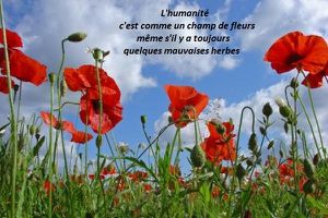 L'HUMANITE, UN CHAMP DE FLEURS