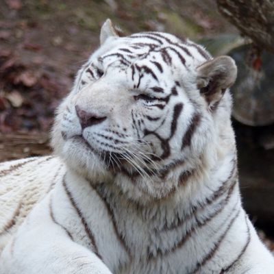 QI GONG?: LE JEU DES 5 ANIMAUX (wǔ qín xì)