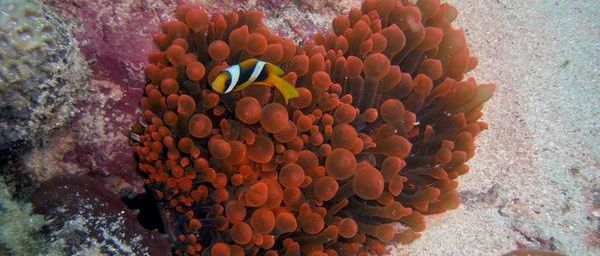 Actinie vésiculeuse rouge (Entacmea quadricolor) et poisson clown à Mayotte