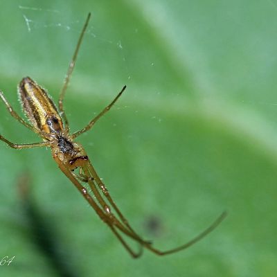 Araignée : Tetragnatha