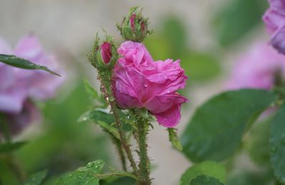 Une rose, un jour : Salet