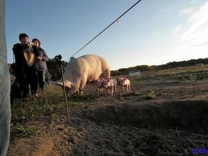 La Ferme brulée, Nibelle, camping-car-club-Beauce-Gâtinais