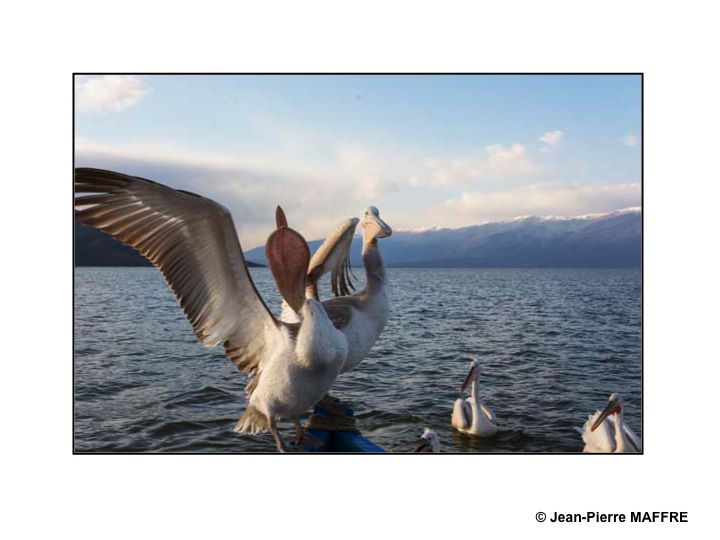 Le pélican frisé se reproduit dans les marais et les lacs peu profonds. C’est l’un des plus grands oiseaux du monde.