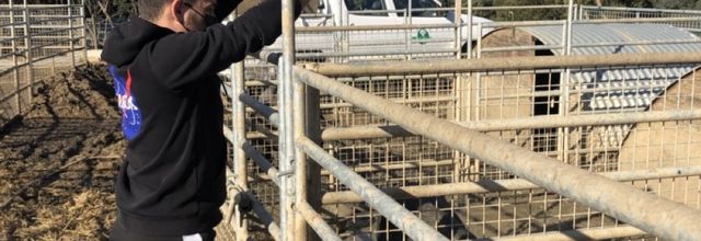 Tarek's mission on the farm of the Campus AgriCorsica