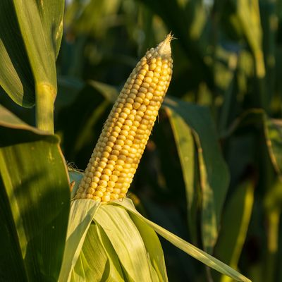 Deux variétés de maïs résistant à des insectes réduisent la contamination par les fumonisines en Chine