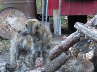 Pile de bois ...