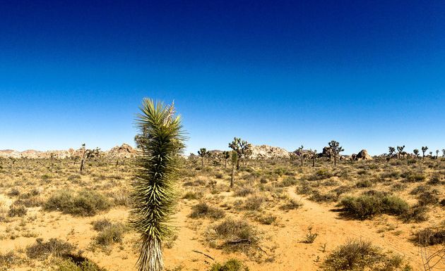 Joshua Tree National Parc