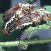 Des millions d'insectes sortent de terre pour grignoter des forêts