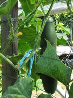 Petit tour au potager