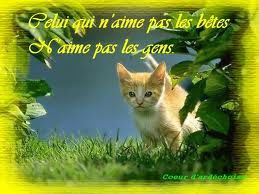 Dictons et proverbes  sur les animaux 