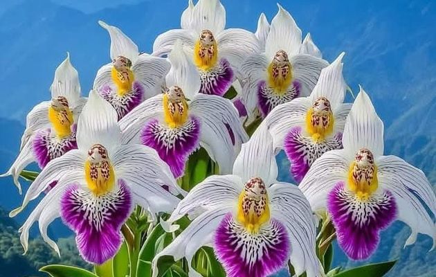 Beauté de la nature 