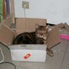 Le chat carton