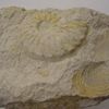 Ammonite du Cénomanien du Cap Blanc-Nez, France