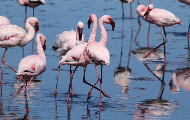 Namibie - Cape Cross et Walvis Bay - Novembre 2019  