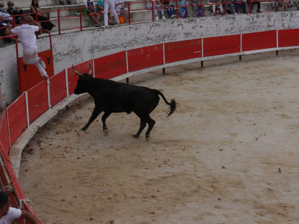 course de taureaux jeunes le 18 septembre 2020