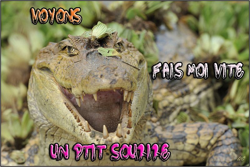 Image sourires en tous genre