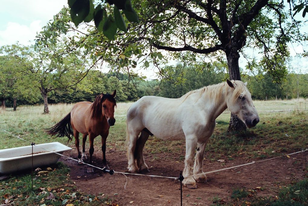 Les chevaux de LA SIMIOUNE (Près de BOLLENE dans le VAUCLUSE)