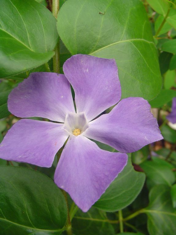 Album - Jardins-en-fleurs