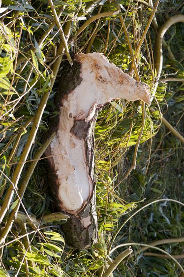 au coeur de l'arbre...